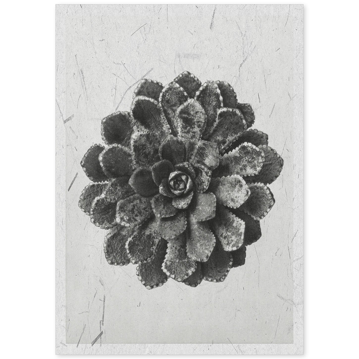 Lámina Planta blanco y negro 09. Pósters con ilustraciones de flores y plantas en tonos grises.-Artwork-Nacnic-A4-Sin marco-Nacnic Estudio SL