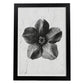 Lámina Planta blanco y negro 10. Pósters con ilustraciones de flores y plantas en tonos grises.-Artwork-Nacnic-A4-Marco Negro-Nacnic Estudio SL