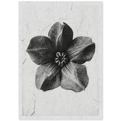 Lámina Planta blanco y negro 10. Pósters con ilustraciones de flores y plantas en tonos grises.-Artwork-Nacnic-A4-Sin marco-Nacnic Estudio SL