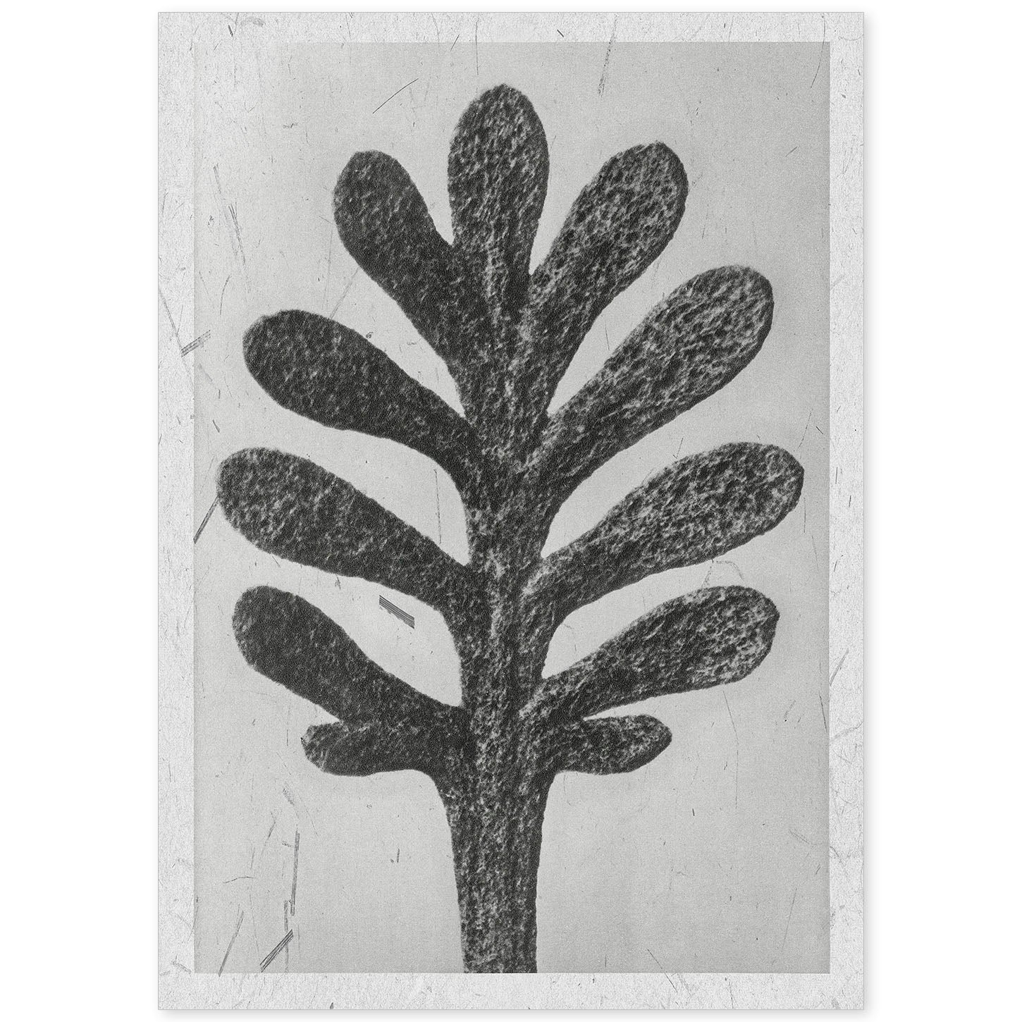 Lámina Planta blanco y negro 11. Pósters con ilustraciones de flores y plantas en tonos grises.-Artwork-Nacnic-A4-Sin marco-Nacnic Estudio SL
