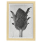 Lámina Planta blanco y negro 12. Pósters con ilustraciones de flores y plantas en tonos grises.-Artwork-Nacnic-A3-Marco Madera clara-Nacnic Estudio SL
