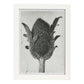 Lámina Planta blanco y negro 12. Pósters con ilustraciones de flores y plantas en tonos grises.-Artwork-Nacnic-A4-Marco Blanco-Nacnic Estudio SL