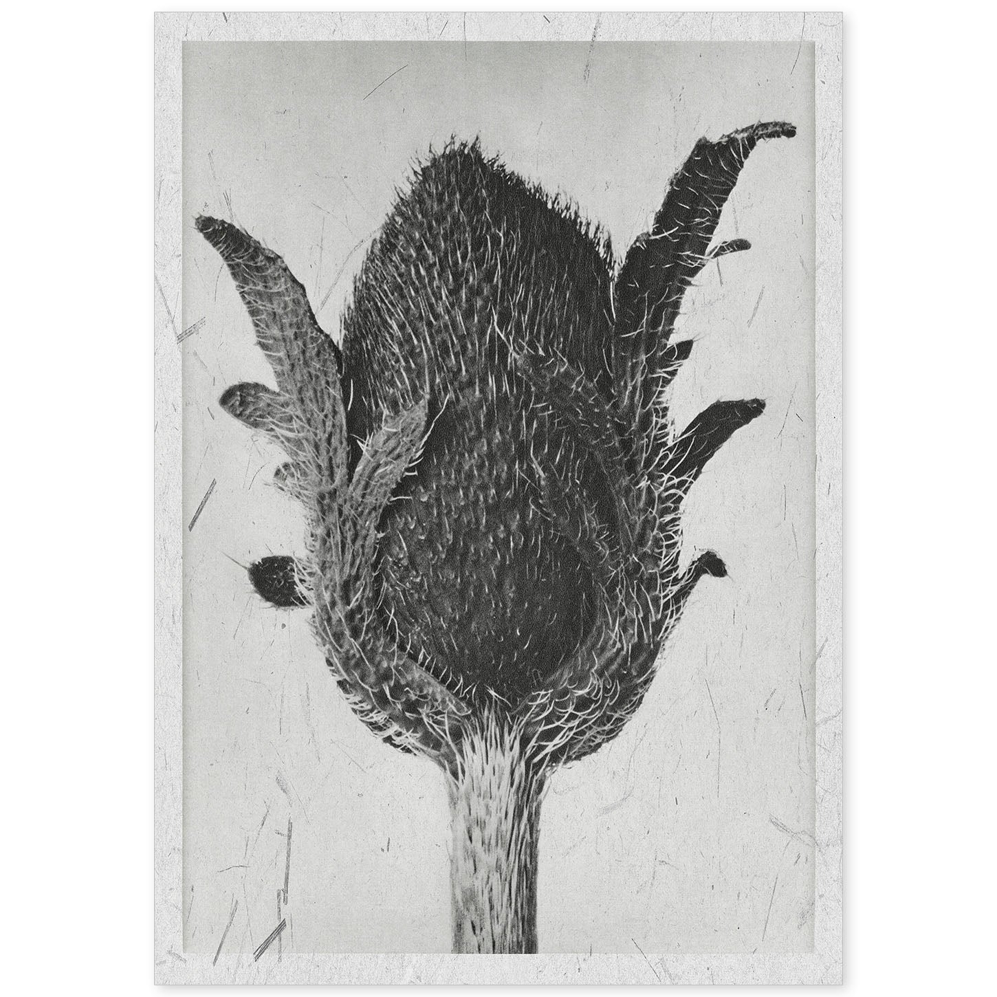 Lámina Planta blanco y negro 12. Pósters con ilustraciones de flores y plantas en tonos grises.-Artwork-Nacnic-A4-Sin marco-Nacnic Estudio SL