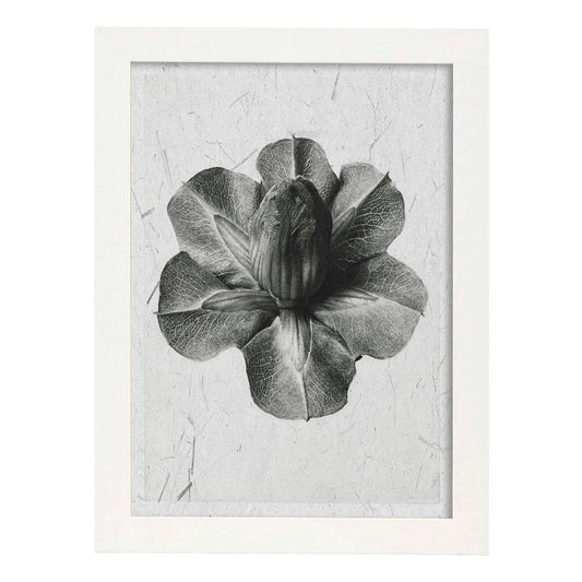 Lámina Planta blanco y negro 13. Pósters con ilustraciones de flores y plantas en tonos grises.-Artwork-Nacnic-A4-Marco Blanco-Nacnic Estudio SL