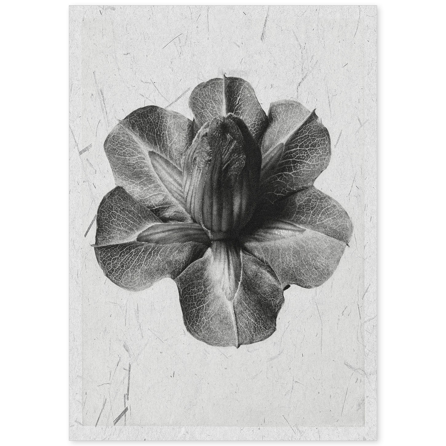 Lámina Planta blanco y negro 13. Pósters con ilustraciones de flores y plantas en tonos grises.-Artwork-Nacnic-A4-Sin marco-Nacnic Estudio SL