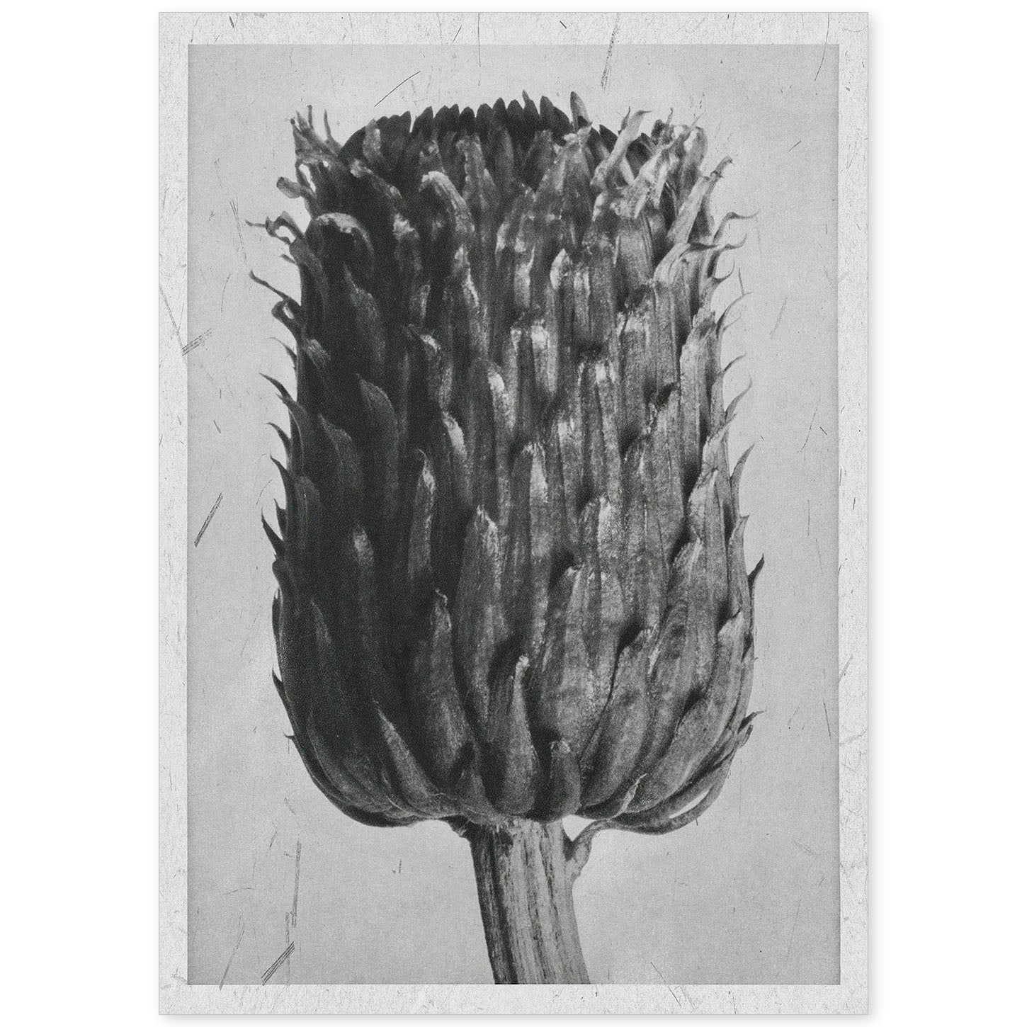 Lámina Planta blanco y negro 14. Pósters con ilustraciones de flores y plantas en tonos grises.-Artwork-Nacnic-A4-Sin marco-Nacnic Estudio SL