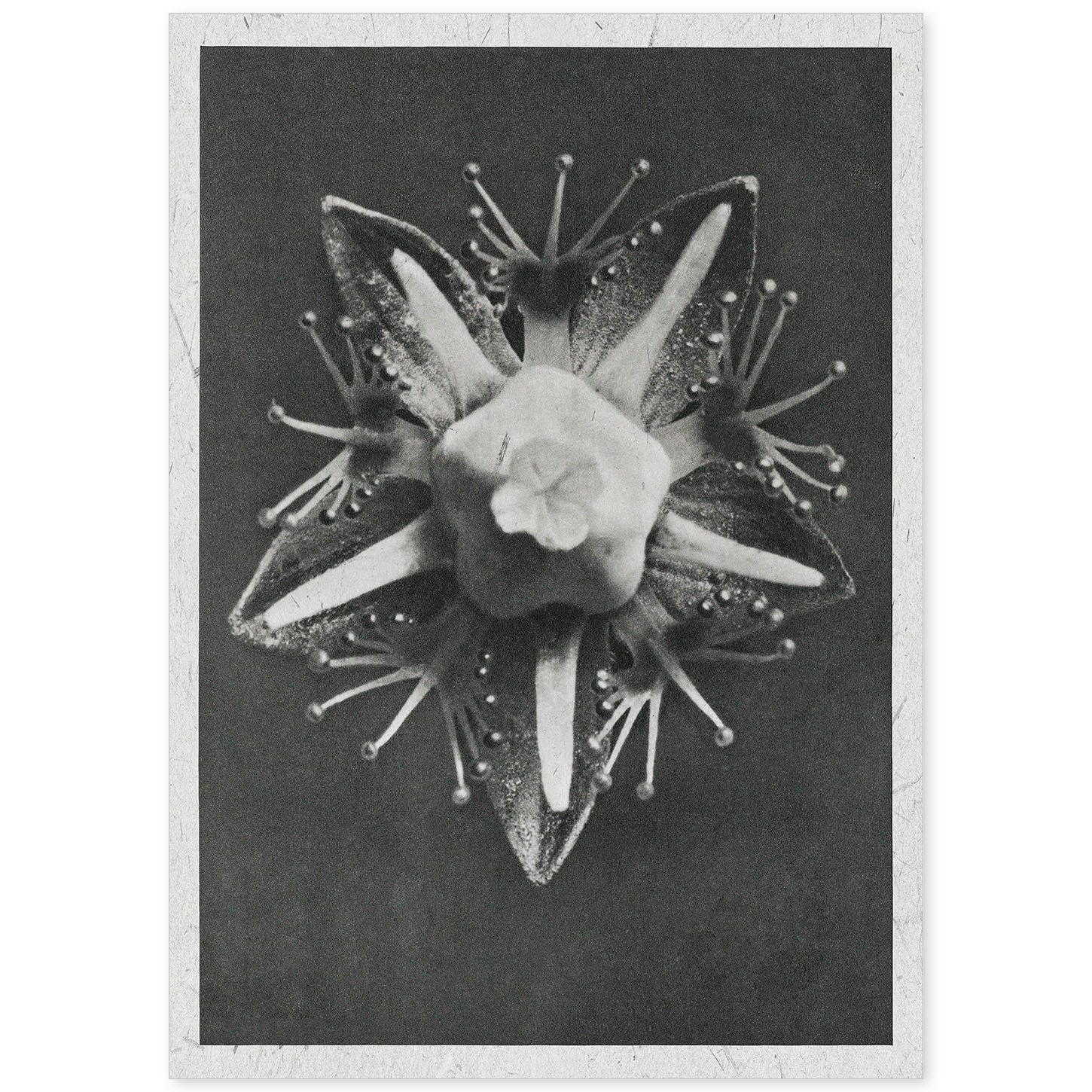 Lámina Planta blanco y negro 16. Pósters con ilustraciones de flores y plantas en tonos grises.-Artwork-Nacnic-A4-Sin marco-Nacnic Estudio SL