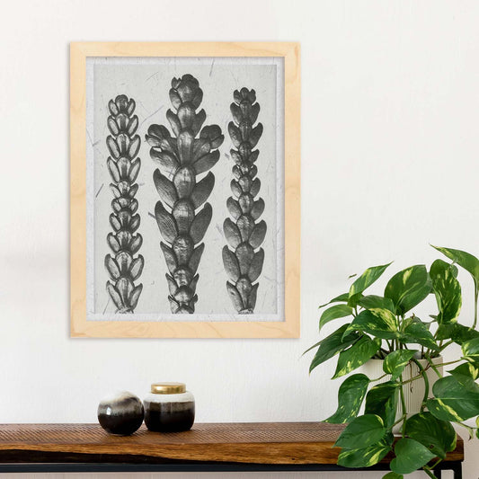 Lámina Planta blanco y negro 17. Pósters con ilustraciones de flores y plantas en tonos grises.-Artwork-Nacnic-Nacnic Estudio SL