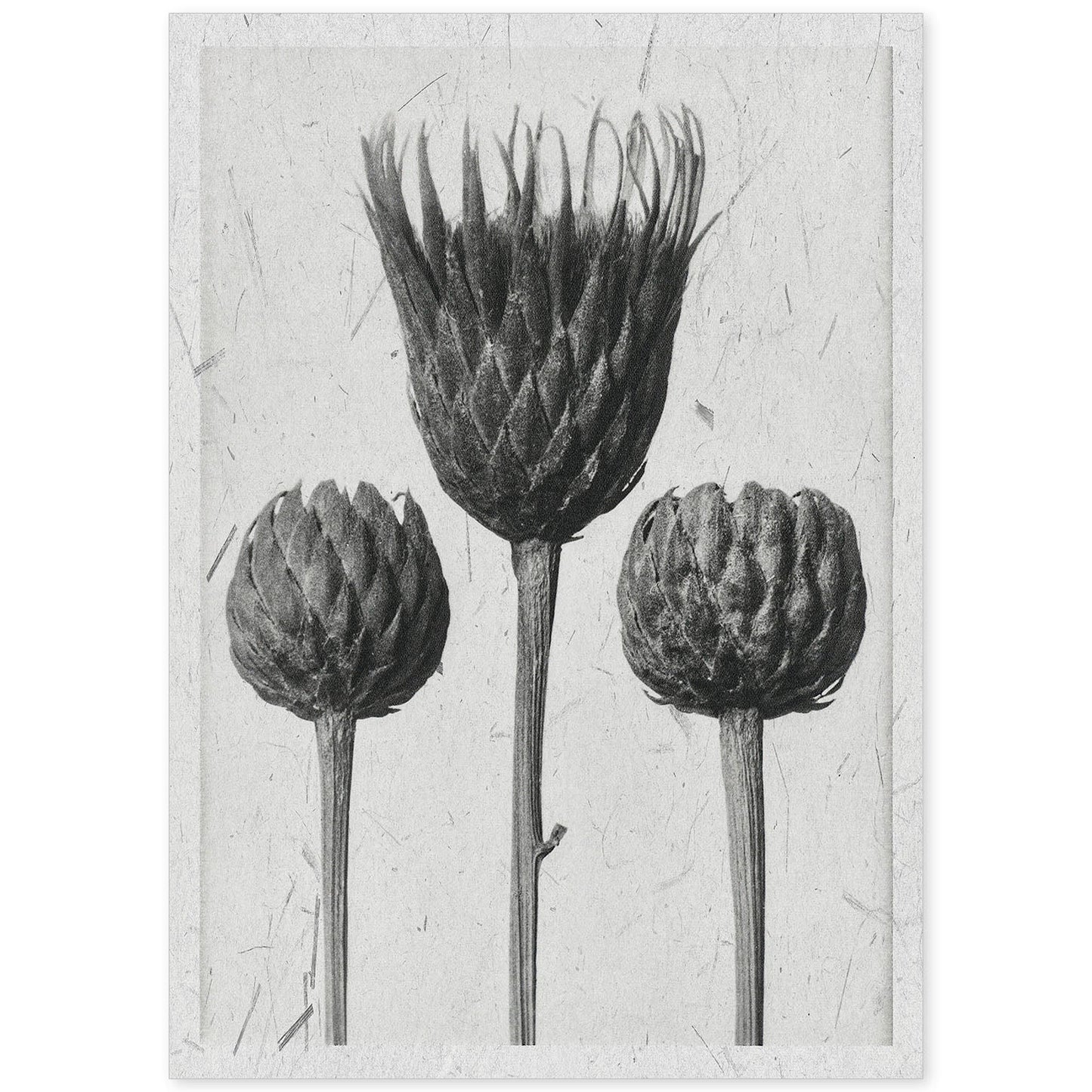 Lámina Planta blanco y negro 18. Pósters con ilustraciones de flores y plantas en tonos grises.-Artwork-Nacnic-A4-Sin marco-Nacnic Estudio SL