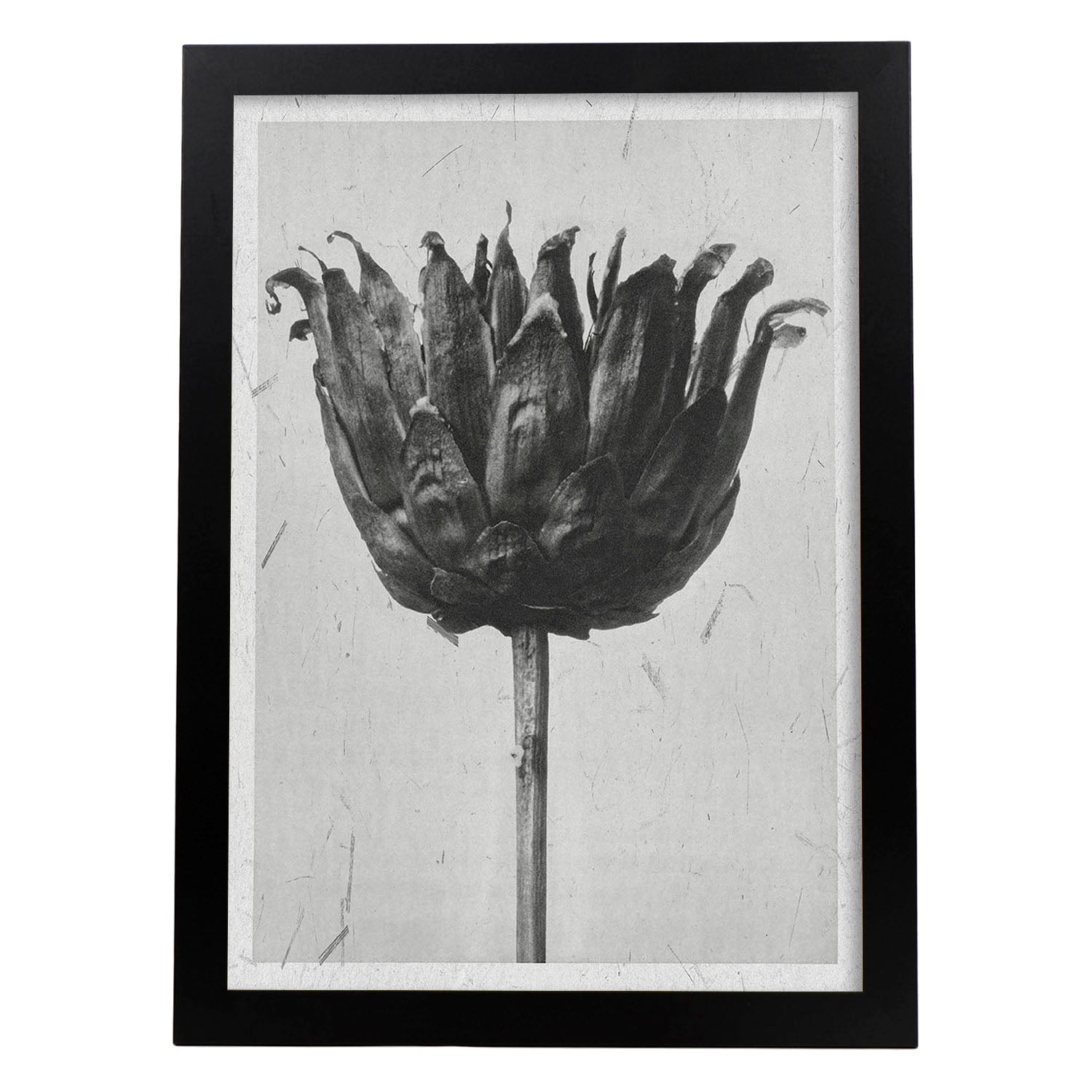 Lámina Planta blanco y negro 19. Pósters con ilustraciones de flores y plantas en tonos grises.-Artwork-Nacnic-A3-Marco Negro-Nacnic Estudio SL