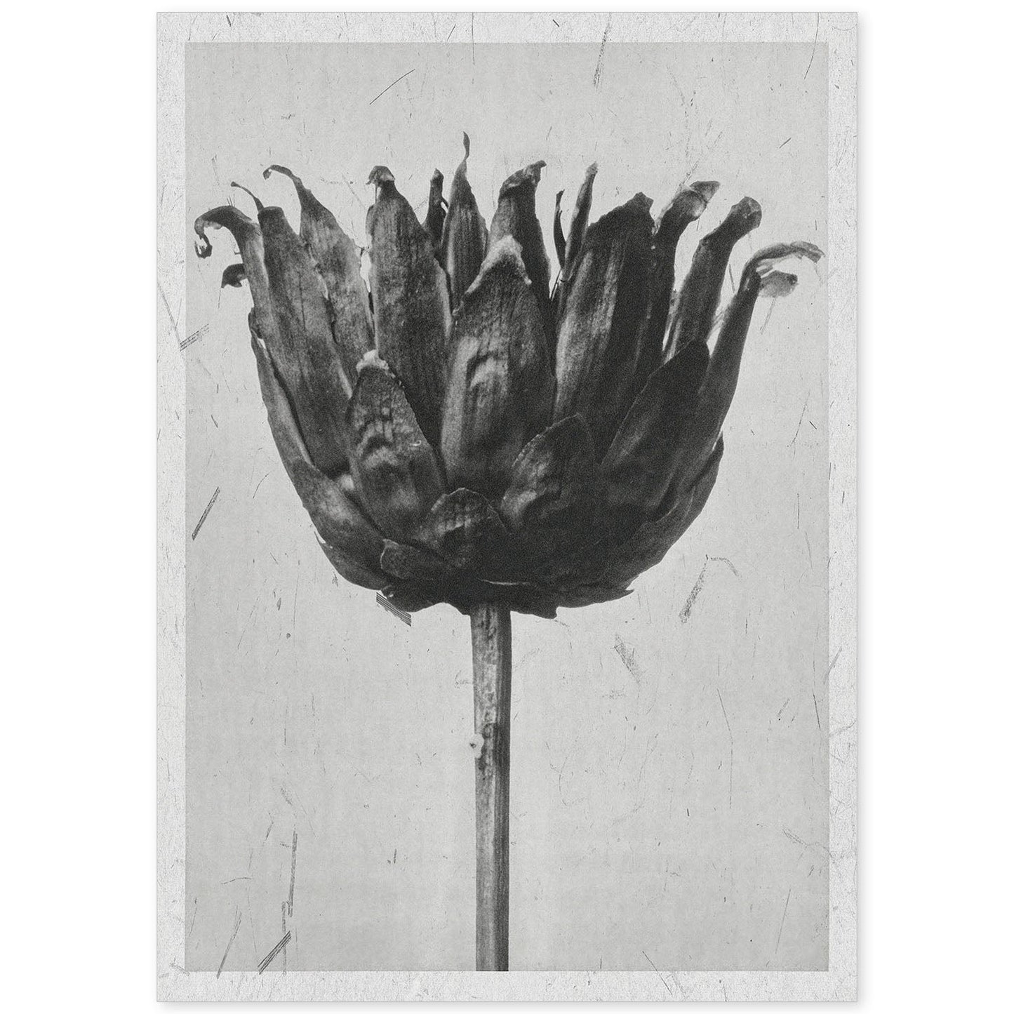 Lámina Planta blanco y negro 19. Pósters con ilustraciones de flores y plantas en tonos grises.-Artwork-Nacnic-A4-Sin marco-Nacnic Estudio SL