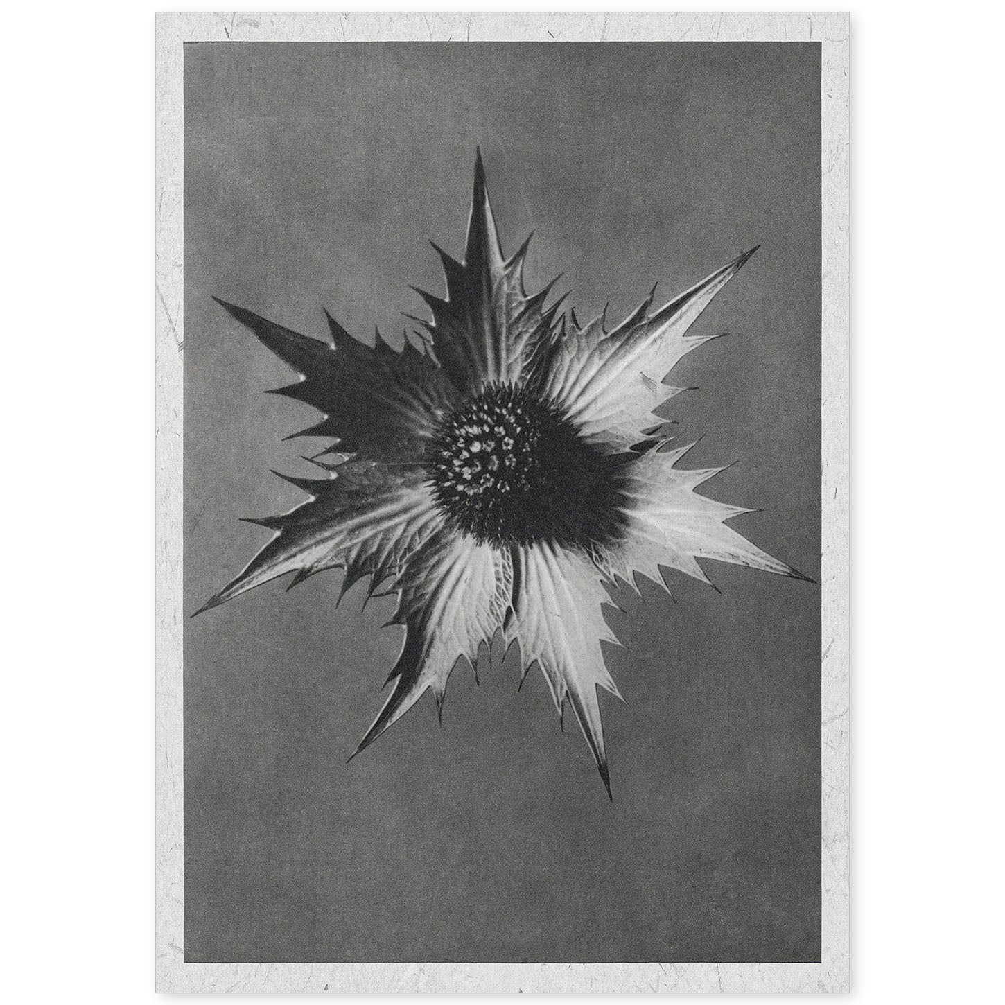 Lámina Planta blanco y negro 21. Pósters con ilustraciones de flores y plantas en tonos grises.-Artwork-Nacnic-A4-Sin marco-Nacnic Estudio SL