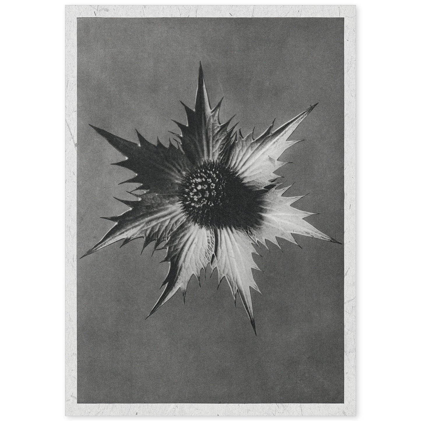 Lámina Planta blanco y negro 21. Pósters con ilustraciones de flores y plantas en tonos grises.-Artwork-Nacnic-A4-Sin marco-Nacnic Estudio SL