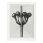 Lámina Planta blanco y negro 24. Pósters con ilustraciones de flores y plantas en tonos grises.-Artwork-Nacnic-A3-Marco Blanco-Nacnic Estudio SL