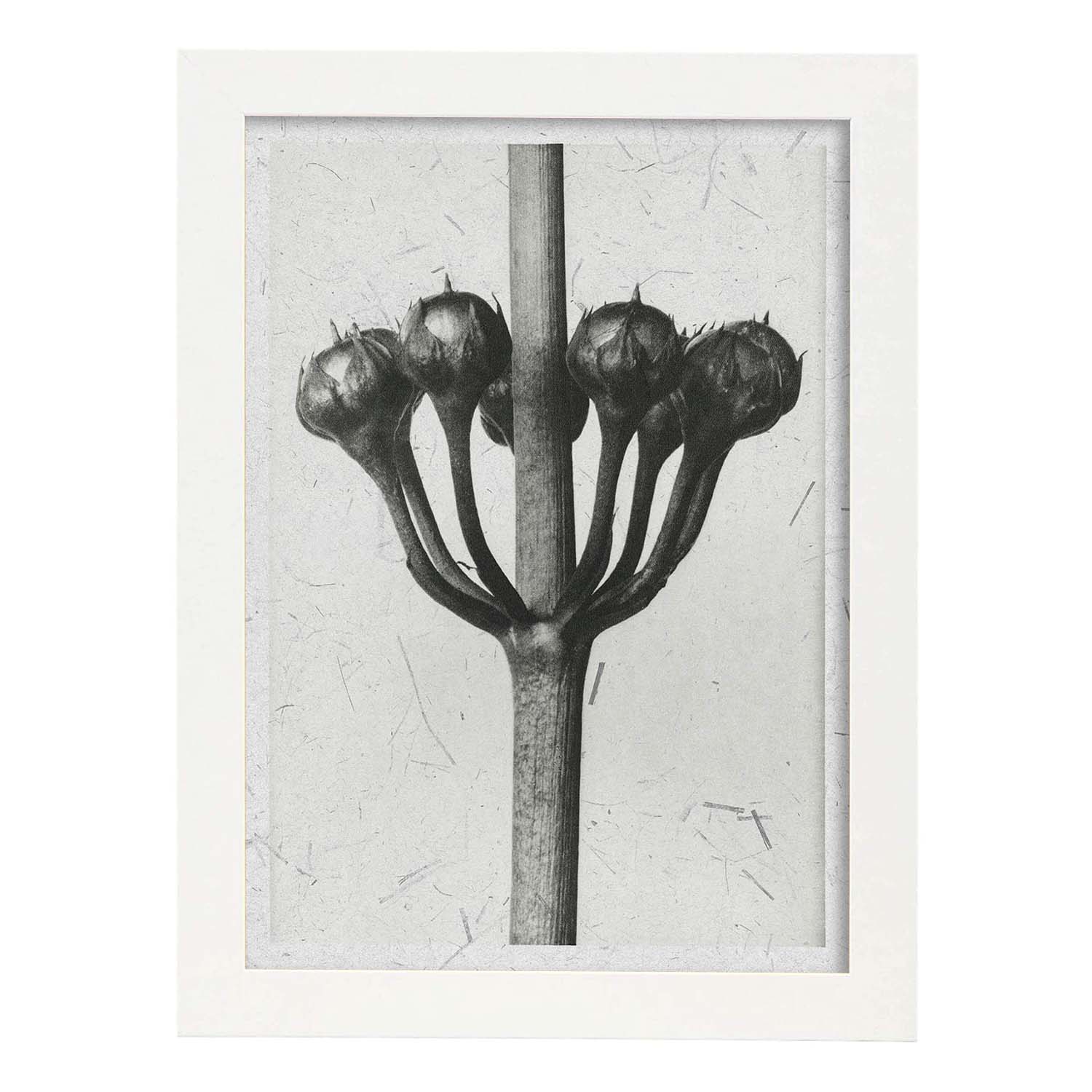 Lámina Planta blanco y negro 24. Pósters con ilustraciones de flores y plantas en tonos grises.-Artwork-Nacnic-A3-Marco Blanco-Nacnic Estudio SL