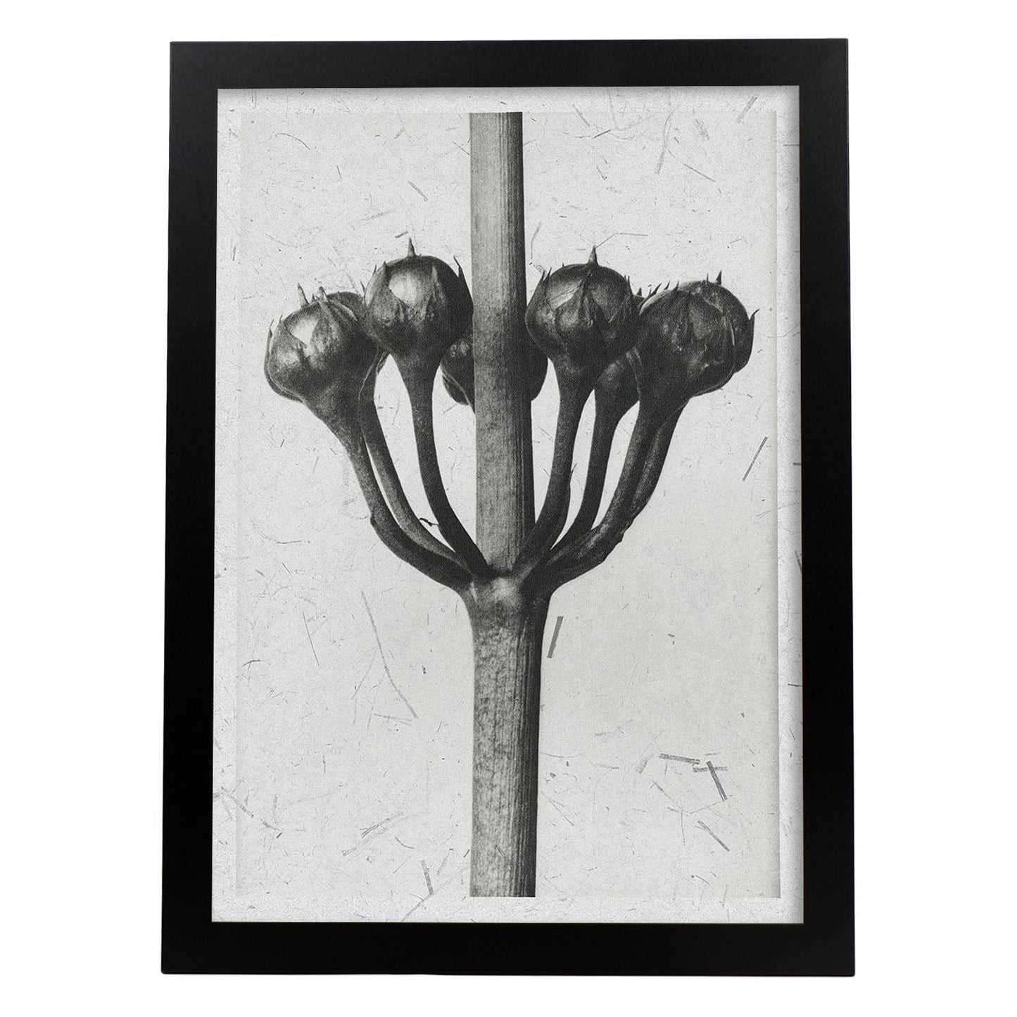 Lámina Planta blanco y negro 24. Pósters con ilustraciones de flores y plantas en tonos grises.-Artwork-Nacnic-A3-Marco Negro-Nacnic Estudio SL