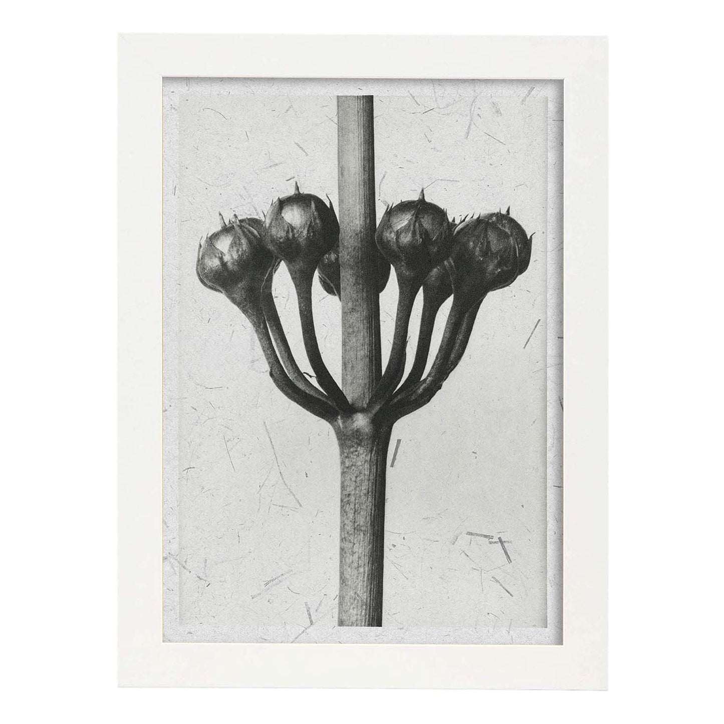 Lámina Planta blanco y negro 24. Pósters con ilustraciones de flores y plantas en tonos grises.-Artwork-Nacnic-A4-Marco Blanco-Nacnic Estudio SL