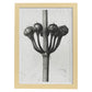 Lámina Planta blanco y negro 24. Pósters con ilustraciones de flores y plantas en tonos grises.-Artwork-Nacnic-A4-Marco Madera clara-Nacnic Estudio SL
