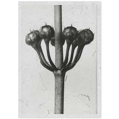 Lámina Planta blanco y negro 24. Pósters con ilustraciones de flores y plantas en tonos grises.-Artwork-Nacnic-A4-Sin marco-Nacnic Estudio SL