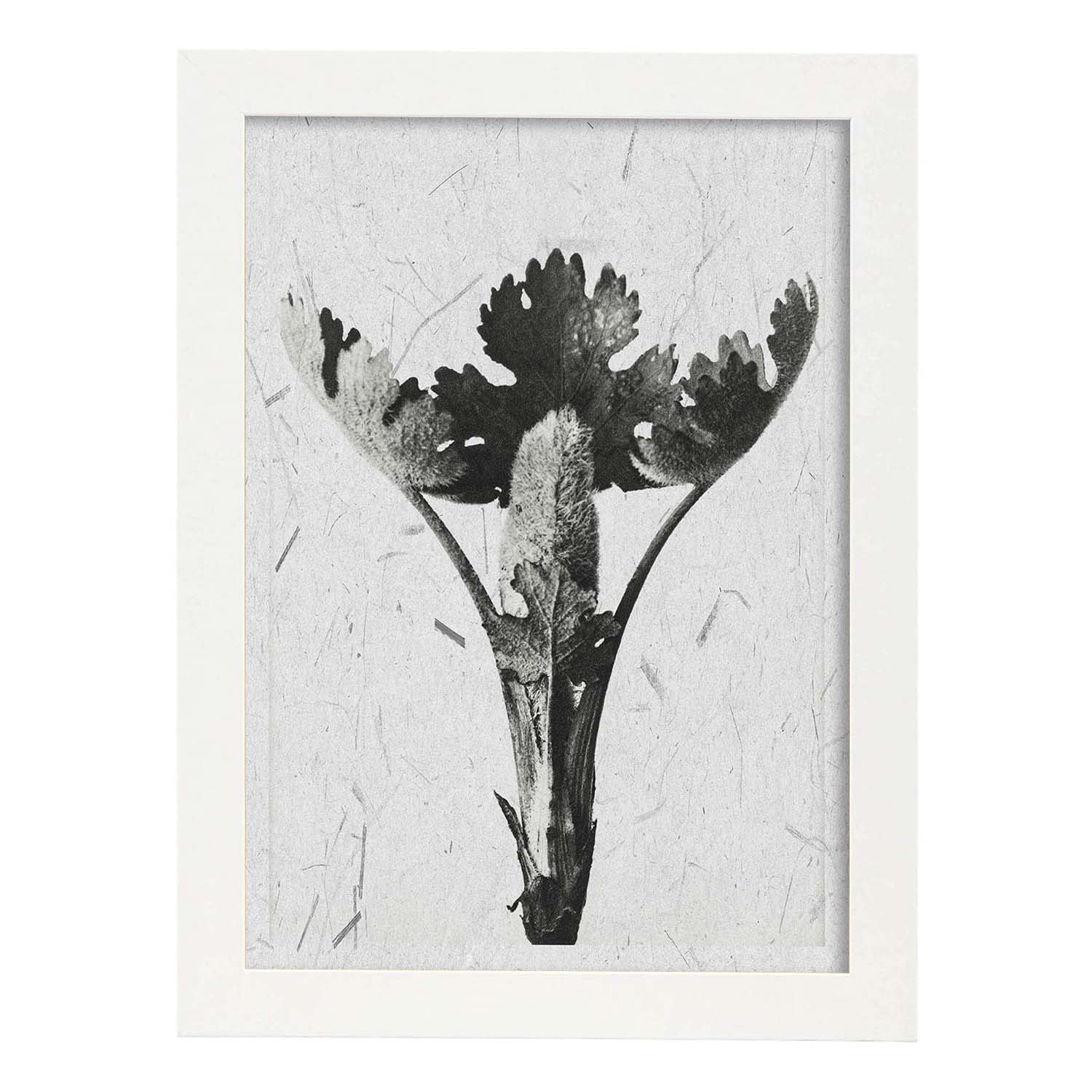 Lámina Planta blanco y negro 25. Pósters con ilustraciones de flores y plantas en tonos grises.-Artwork-Nacnic-A3-Marco Blanco-Nacnic Estudio SL