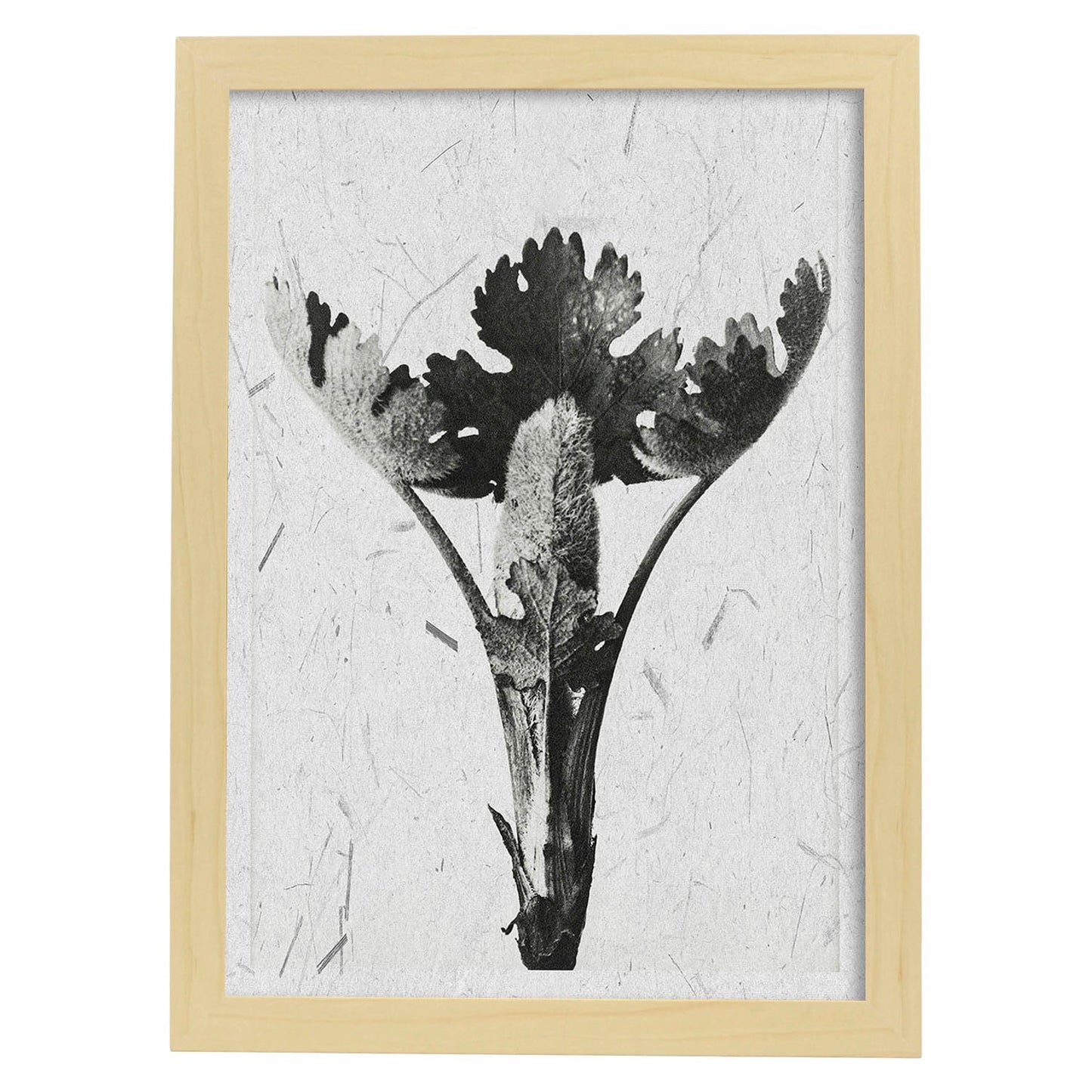 Lámina Planta blanco y negro 25. Pósters con ilustraciones de flores y plantas en tonos grises.-Artwork-Nacnic-A3-Marco Madera clara-Nacnic Estudio SL