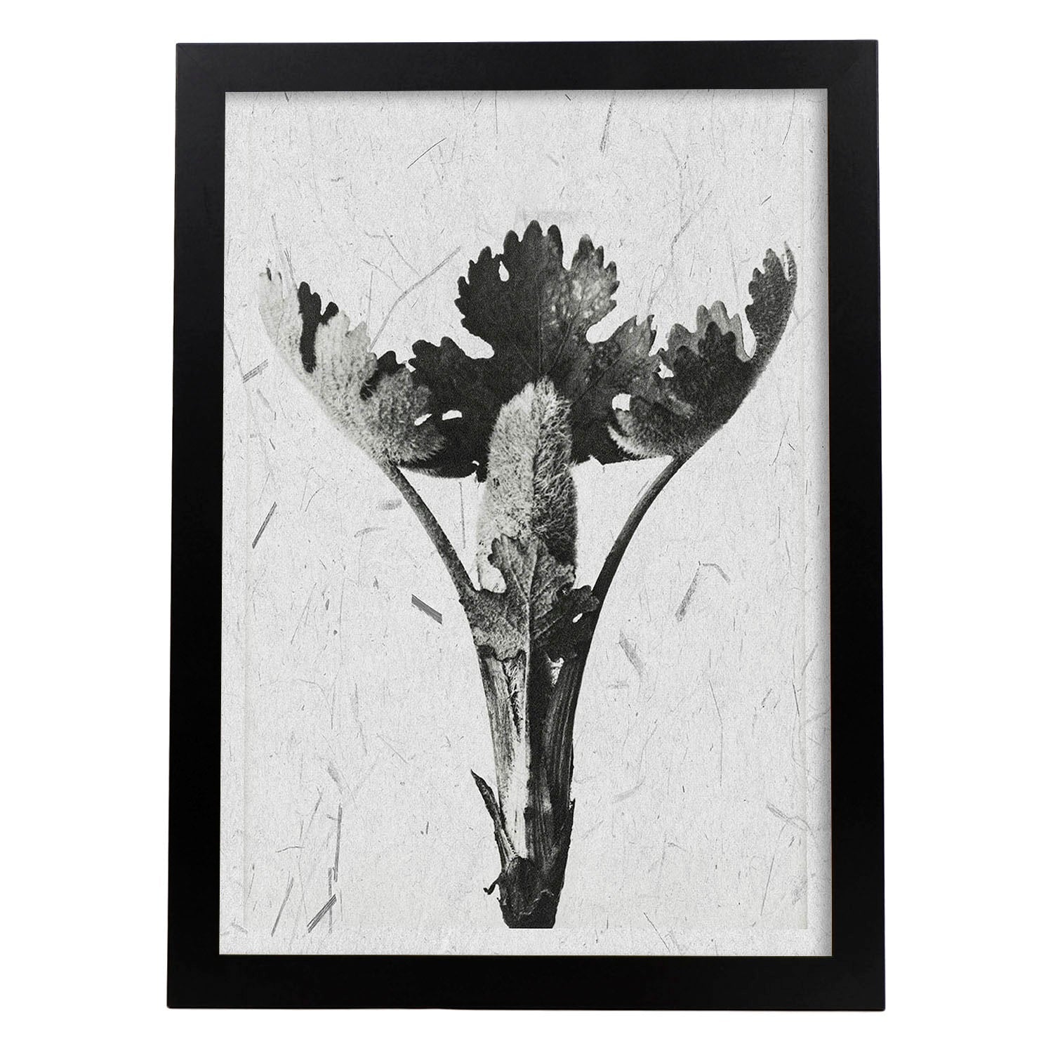 Lámina Planta blanco y negro 25. Pósters con ilustraciones de flores y plantas en tonos grises.-Artwork-Nacnic-A3-Marco Negro-Nacnic Estudio SL