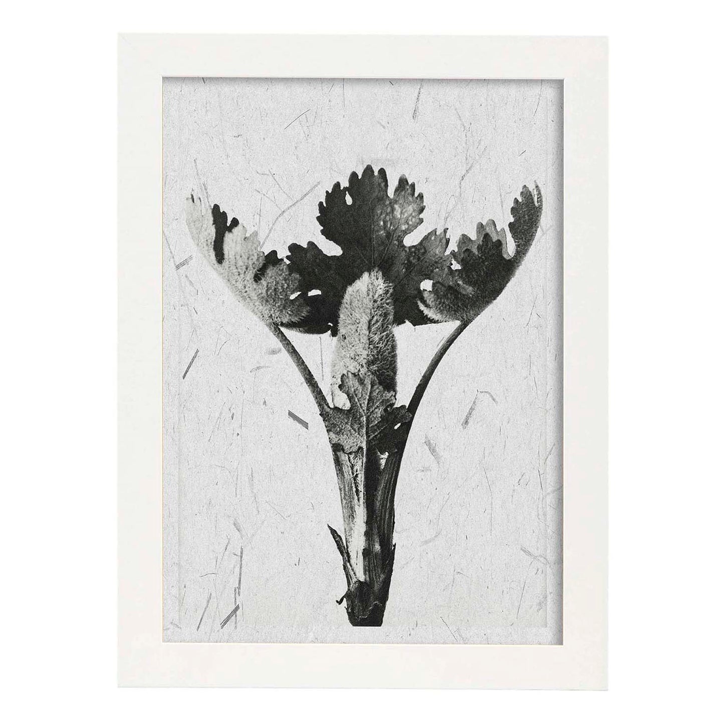 Lámina Planta blanco y negro 25. Pósters con ilustraciones de flores y plantas en tonos grises.-Artwork-Nacnic-A4-Marco Blanco-Nacnic Estudio SL