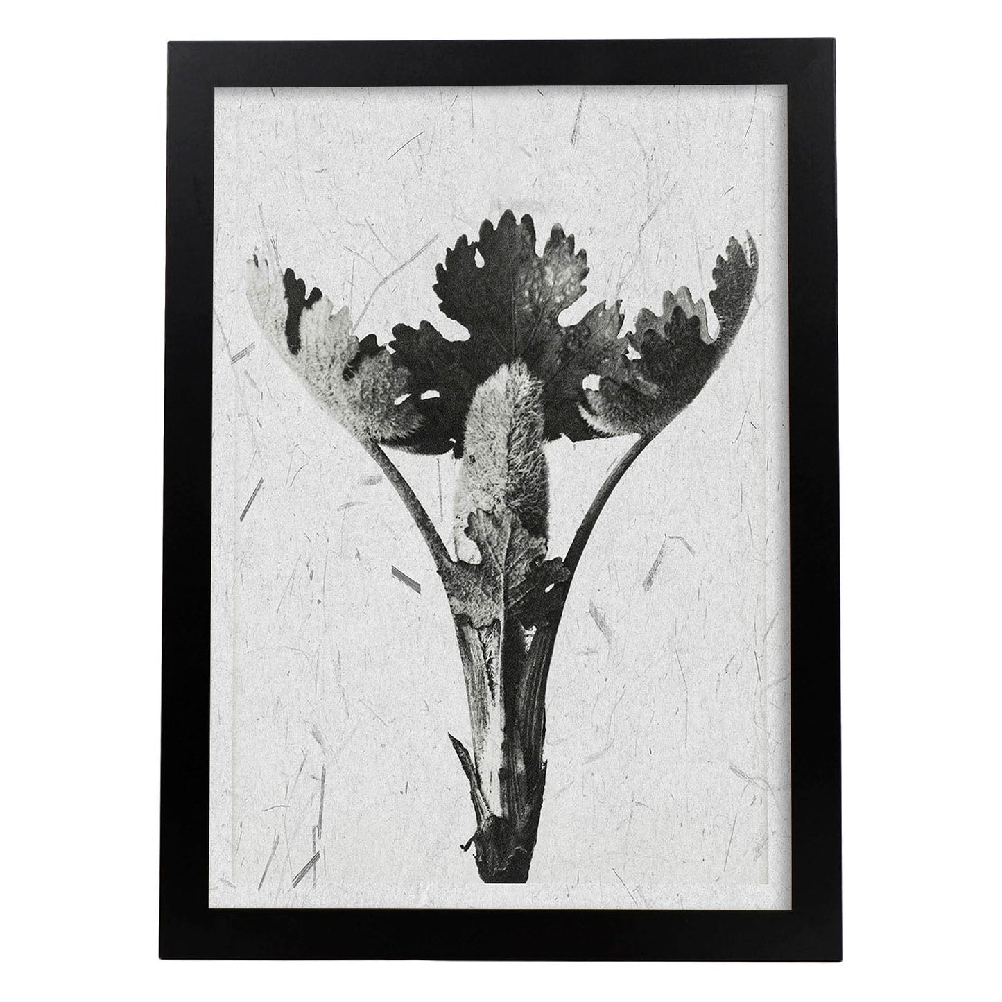 Lámina Planta blanco y negro 25. Pósters con ilustraciones de flores y plantas en tonos grises.-Artwork-Nacnic-A4-Marco Negro-Nacnic Estudio SL
