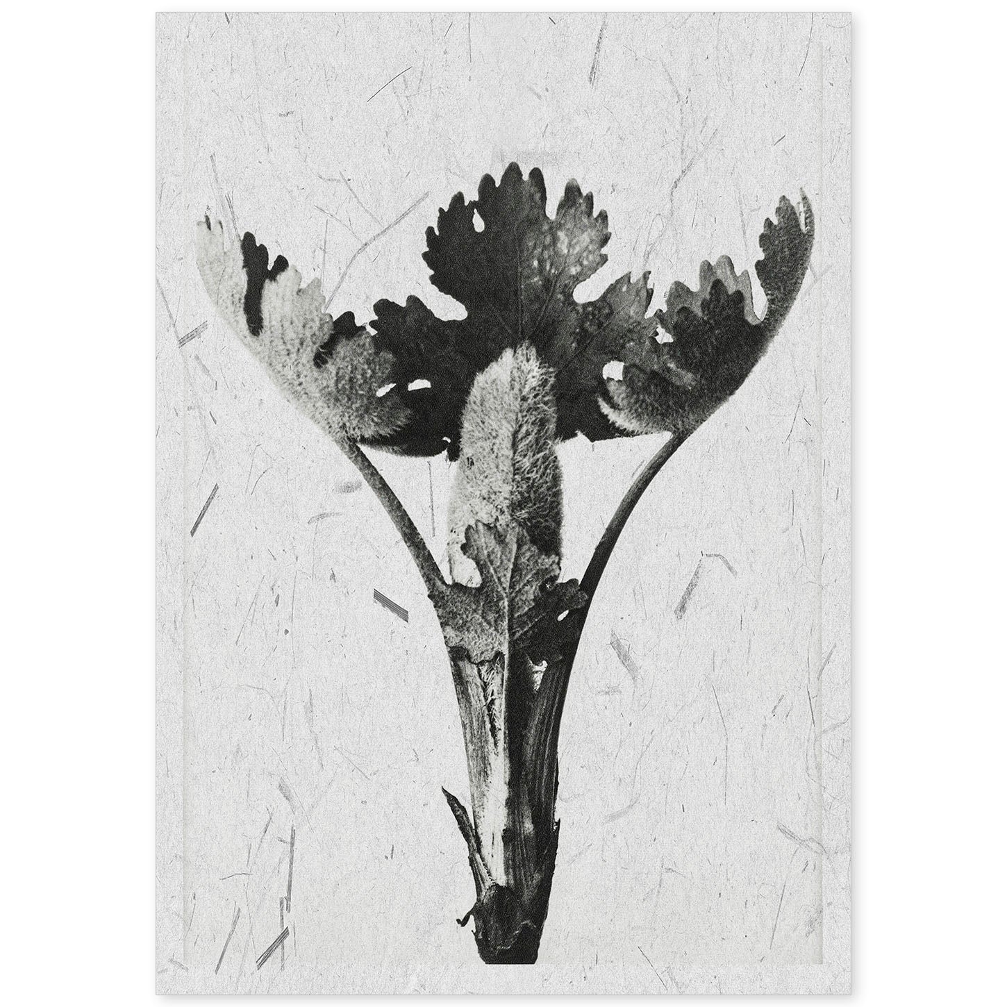 Lámina Planta blanco y negro 25. Pósters con ilustraciones de flores y plantas en tonos grises.-Artwork-Nacnic-A4-Sin marco-Nacnic Estudio SL