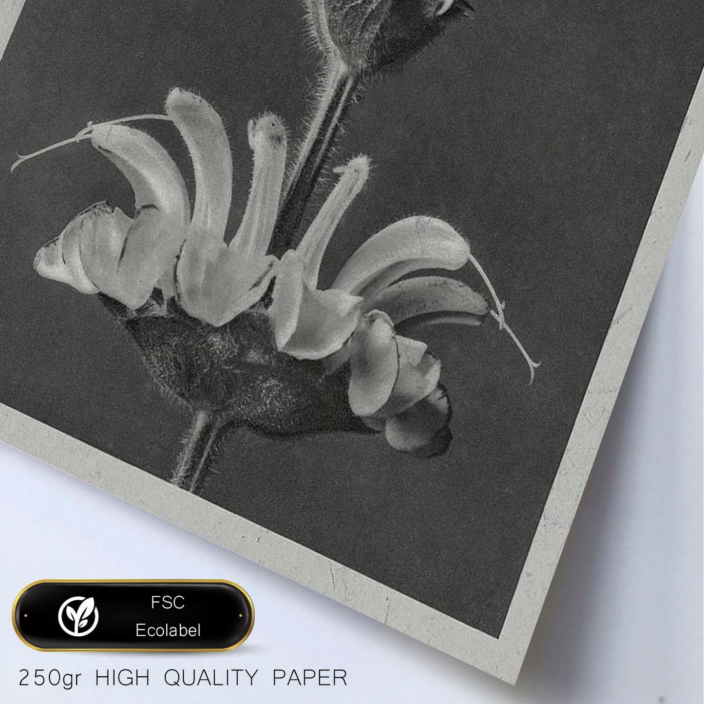 Lámina Planta blanco y negro 26. Pósters con ilustraciones de flores y plantas en tonos grises.-Artwork-Nacnic-Nacnic Estudio SL