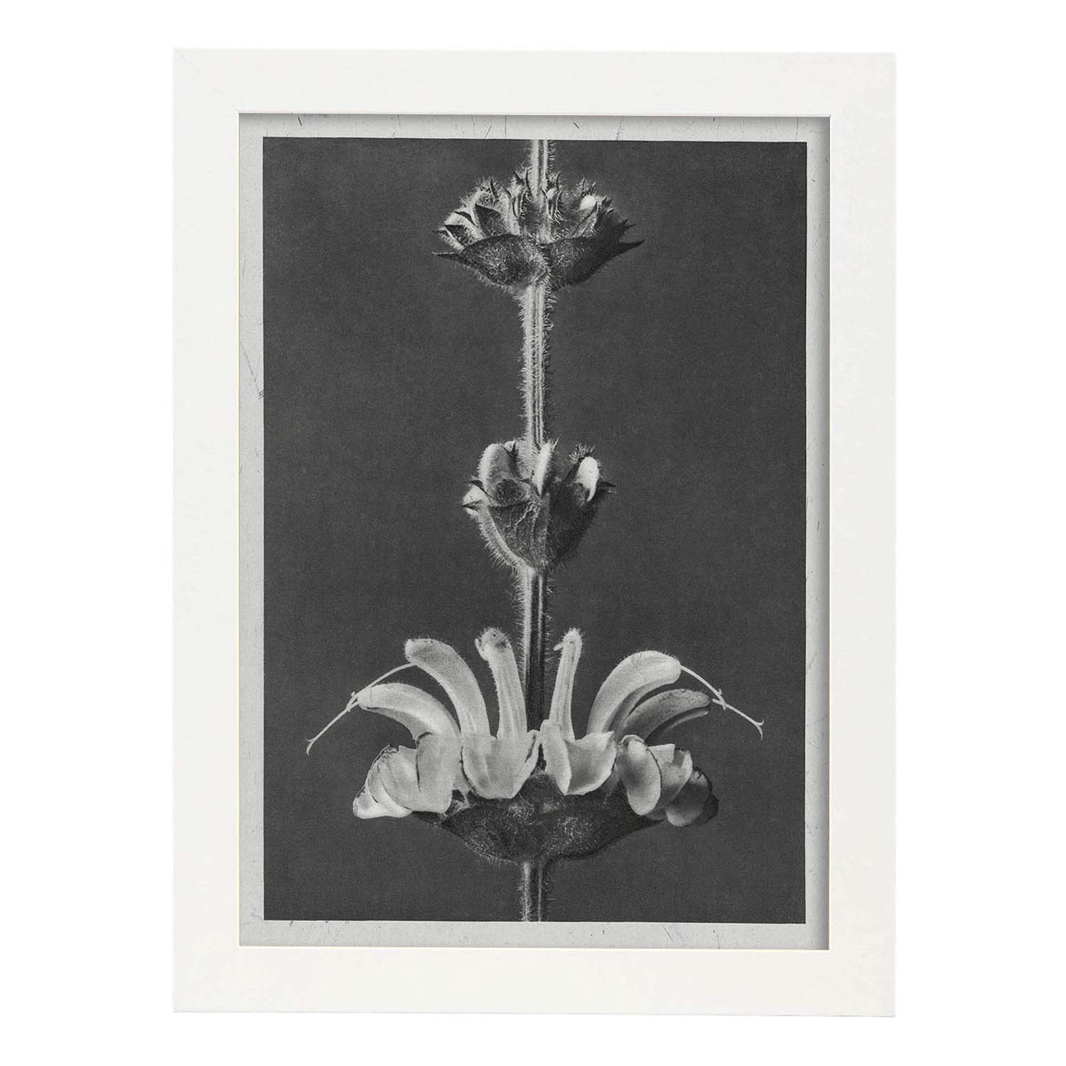 Lámina Planta blanco y negro 26. Pósters con ilustraciones de flores y plantas en tonos grises.-Artwork-Nacnic-A3-Marco Blanco-Nacnic Estudio SL