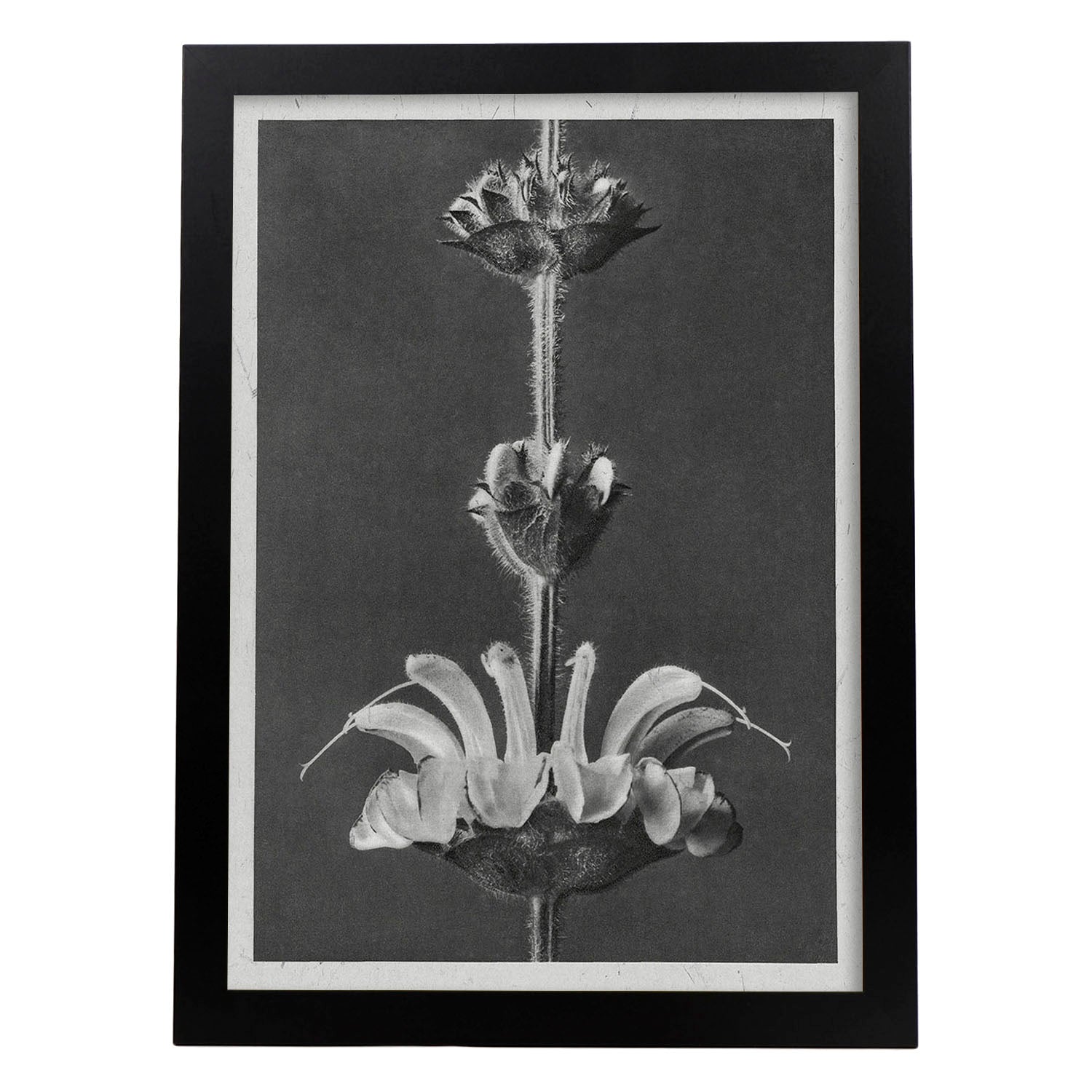 Lámina Planta blanco y negro 26. Pósters con ilustraciones de flores y plantas en tonos grises.-Artwork-Nacnic-A3-Marco Negro-Nacnic Estudio SL