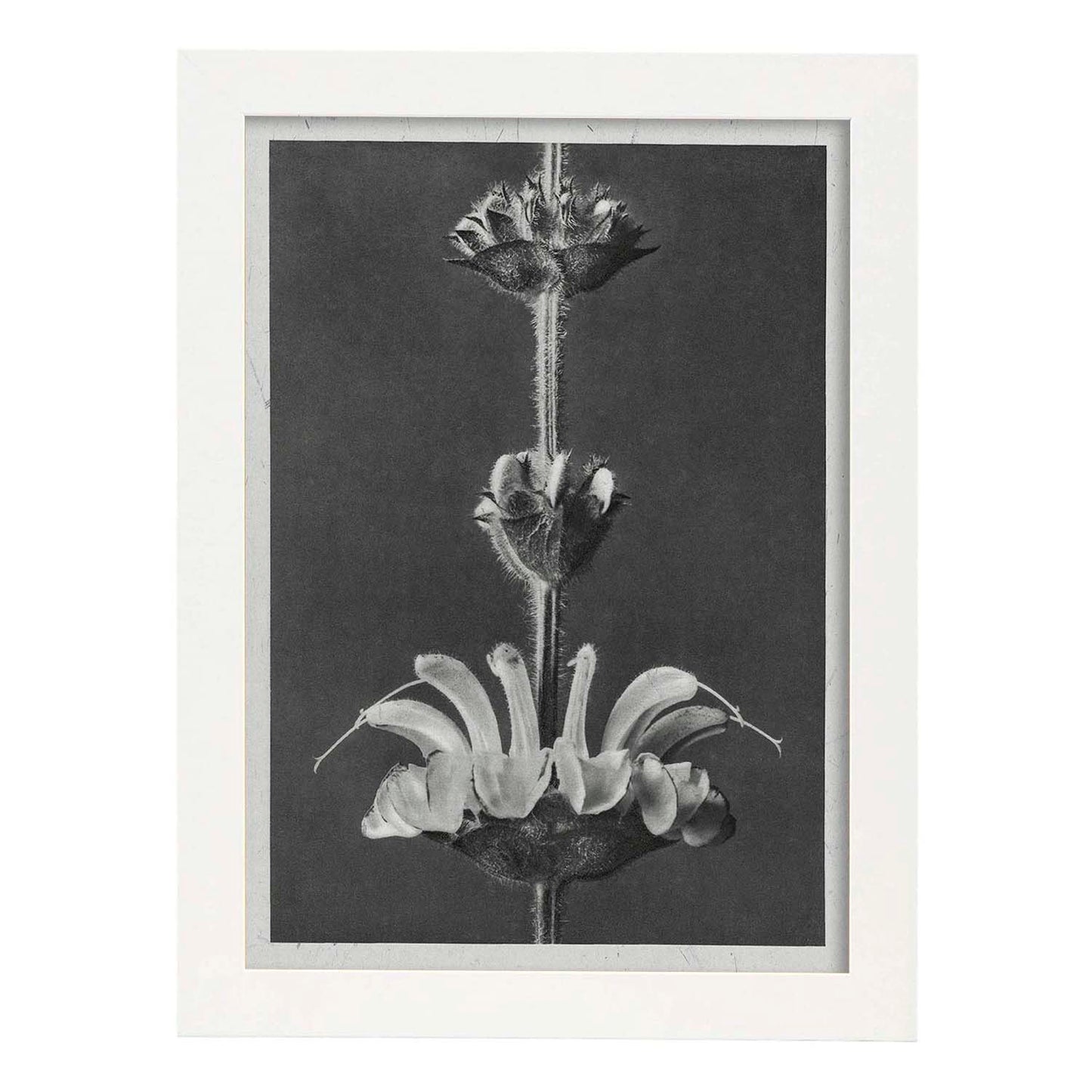 Lámina Planta blanco y negro 26. Pósters con ilustraciones de flores y plantas en tonos grises.-Artwork-Nacnic-A4-Marco Blanco-Nacnic Estudio SL