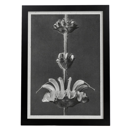 Lámina Planta blanco y negro 26. Pósters con ilustraciones de flores y plantas en tonos grises.-Artwork-Nacnic-A4-Marco Negro-Nacnic Estudio SL