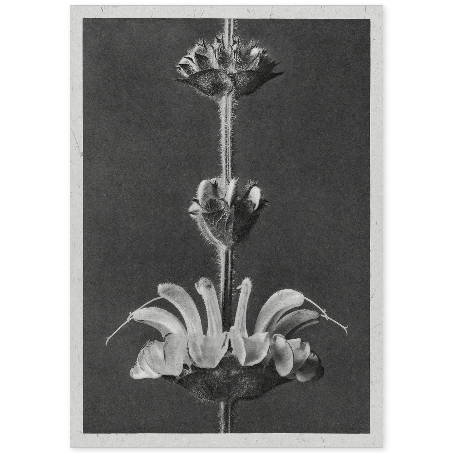 Lámina Planta blanco y negro 26. Pósters con ilustraciones de flores y plantas en tonos grises.-Artwork-Nacnic-A4-Sin marco-Nacnic Estudio SL