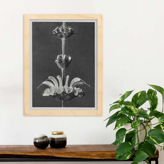 Lámina Planta blanco y negro 26. Pósters con ilustraciones de flores y plantas en tonos grises.-Artwork-Nacnic-Nacnic Estudio SL