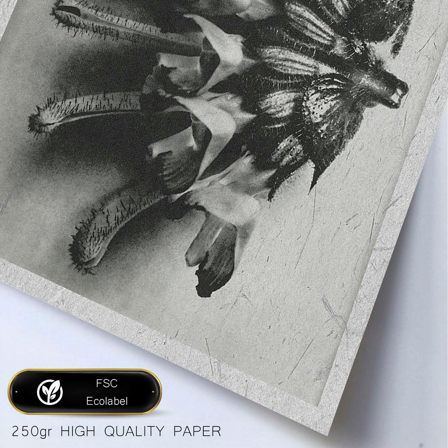 Lámina Planta blanco y negro 27. Pósters con ilustraciones de flores y plantas en tonos grises.-Artwork-Nacnic-Nacnic Estudio SL