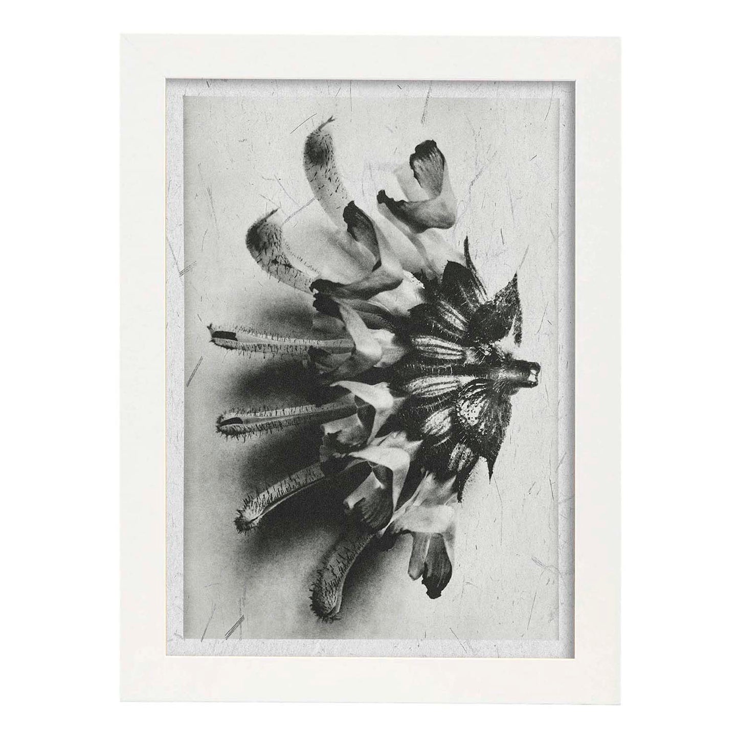 Lámina Planta blanco y negro 27. Pósters con ilustraciones de flores y plantas en tonos grises.-Artwork-Nacnic-A3-Marco Blanco-Nacnic Estudio SL
