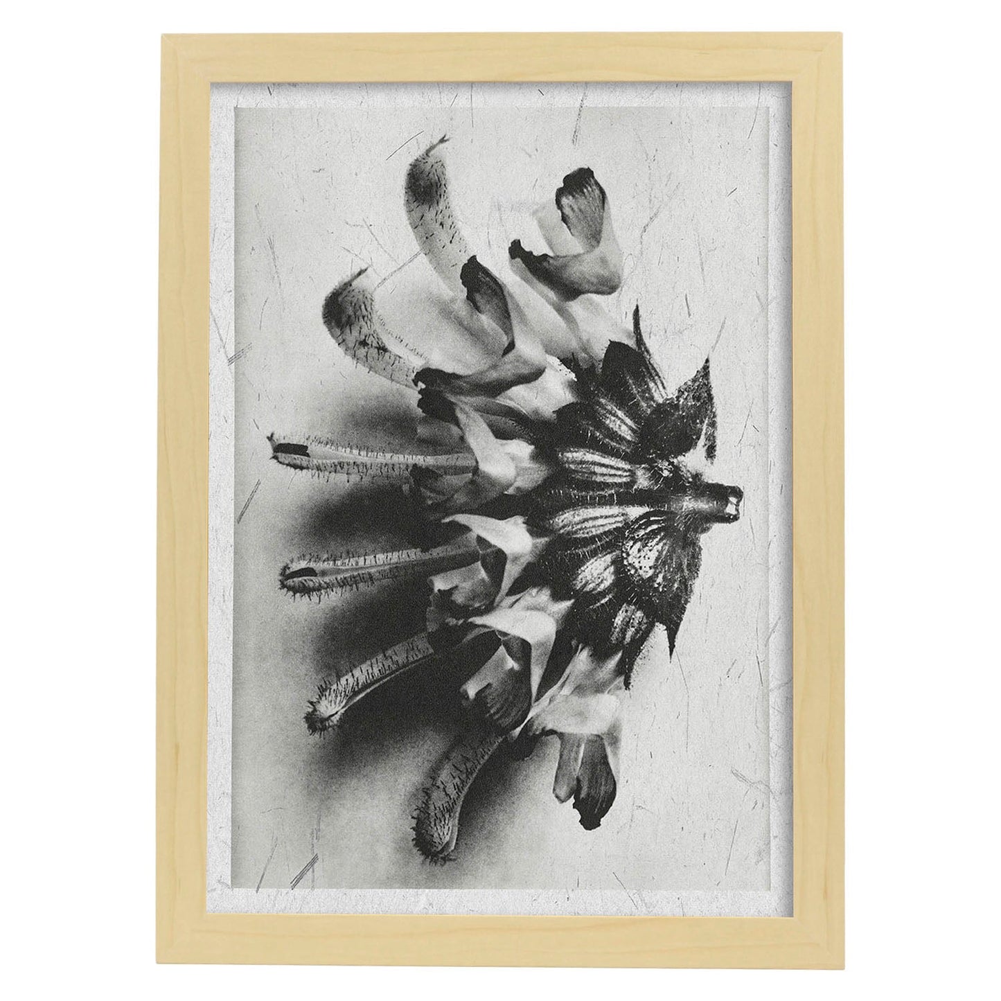 Lámina Planta blanco y negro 27. Pósters con ilustraciones de flores y plantas en tonos grises.-Artwork-Nacnic-A3-Marco Madera clara-Nacnic Estudio SL