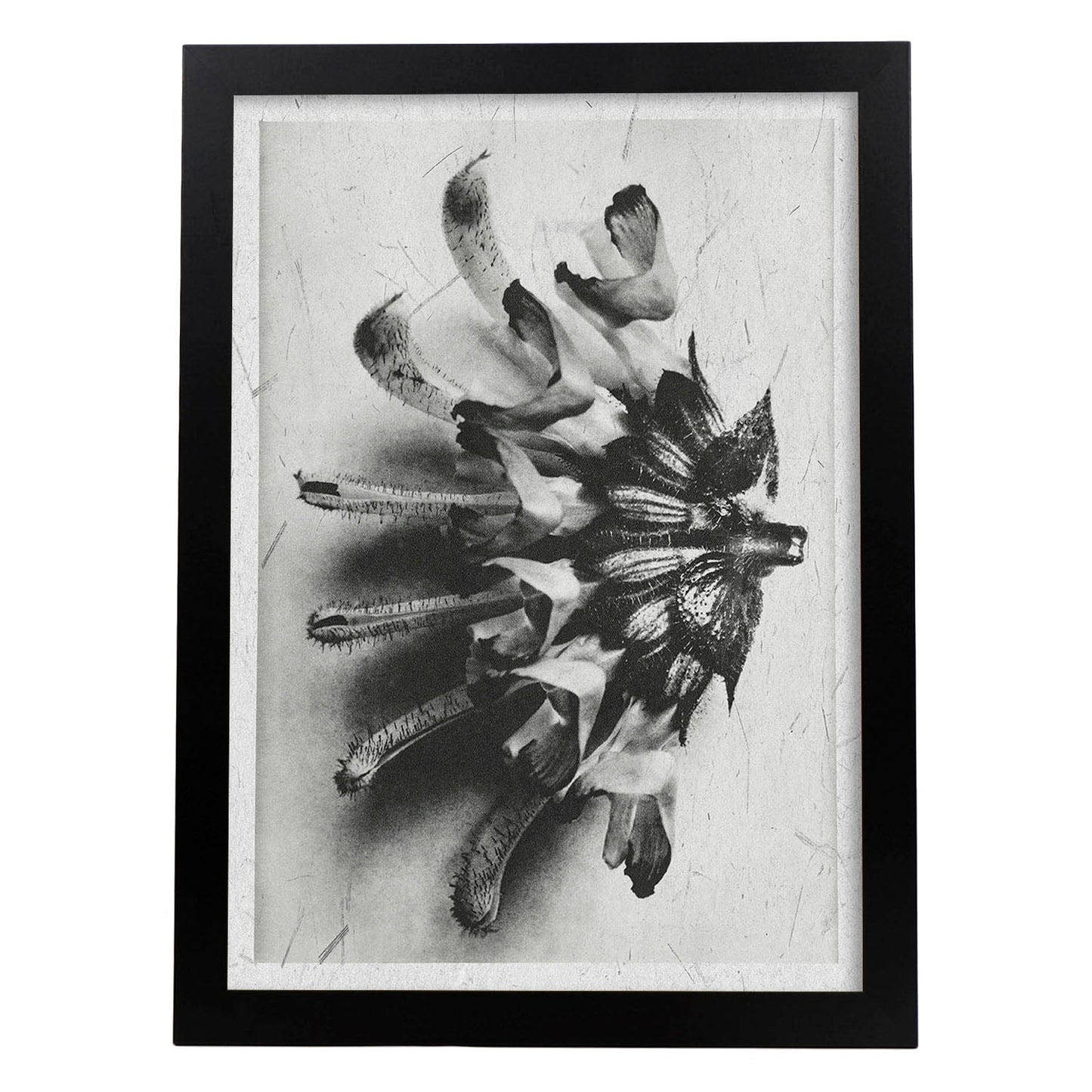 Lámina Planta blanco y negro 27. Pósters con ilustraciones de flores y plantas en tonos grises.-Artwork-Nacnic-A3-Marco Negro-Nacnic Estudio SL
