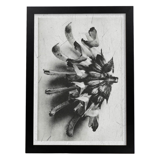 Lámina Planta blanco y negro 27. Pósters con ilustraciones de flores y plantas en tonos grises.-Artwork-Nacnic-A4-Marco Negro-Nacnic Estudio SL