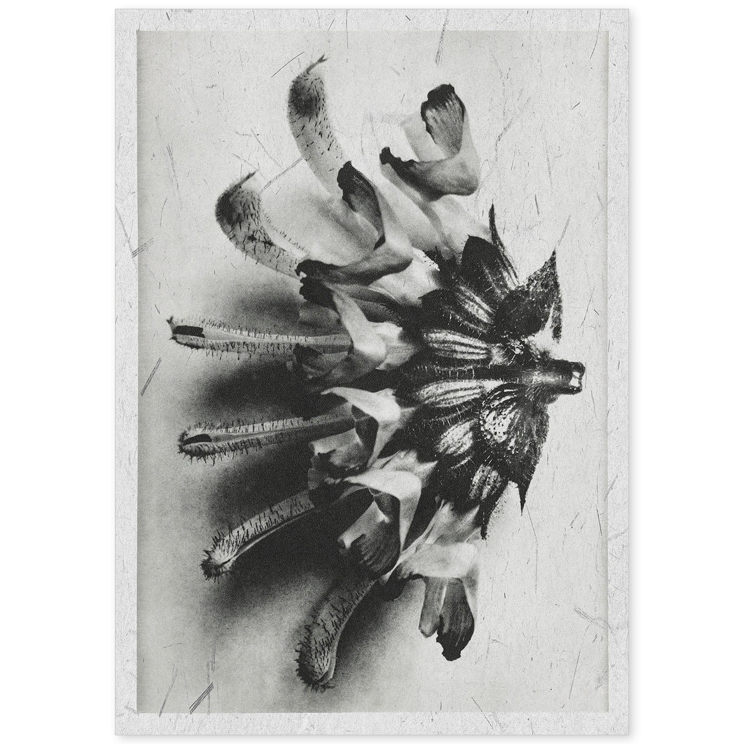 Lámina Planta blanco y negro 27. Pósters con ilustraciones de flores y plantas en tonos grises.-Artwork-Nacnic-A4-Sin marco-Nacnic Estudio SL