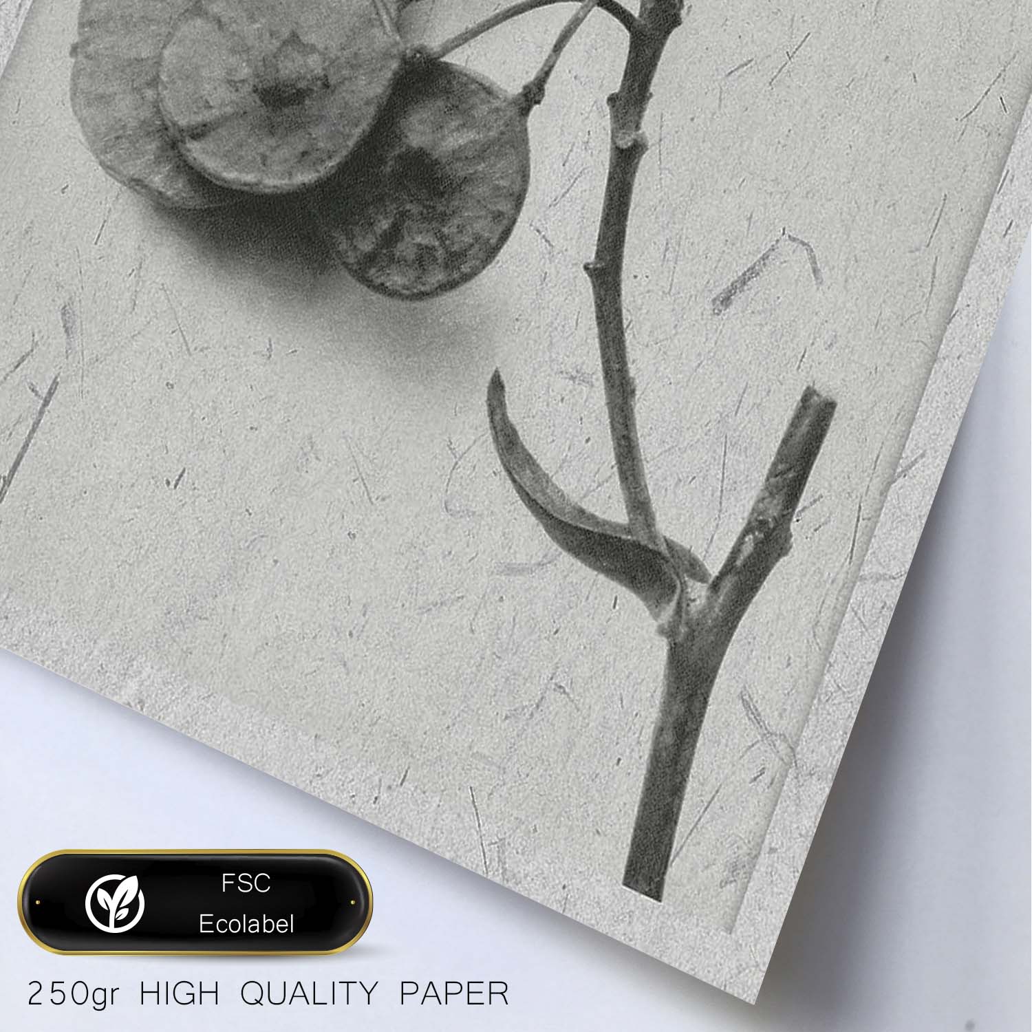 Lámina Planta blanco y negro 28. Pósters con ilustraciones de flores y plantas en tonos grises.-Artwork-Nacnic-Nacnic Estudio SL