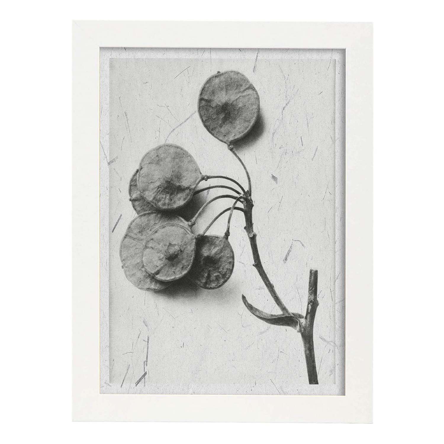 Lámina Planta blanco y negro 28. Pósters con ilustraciones de flores y plantas en tonos grises.-Artwork-Nacnic-A3-Marco Blanco-Nacnic Estudio SL