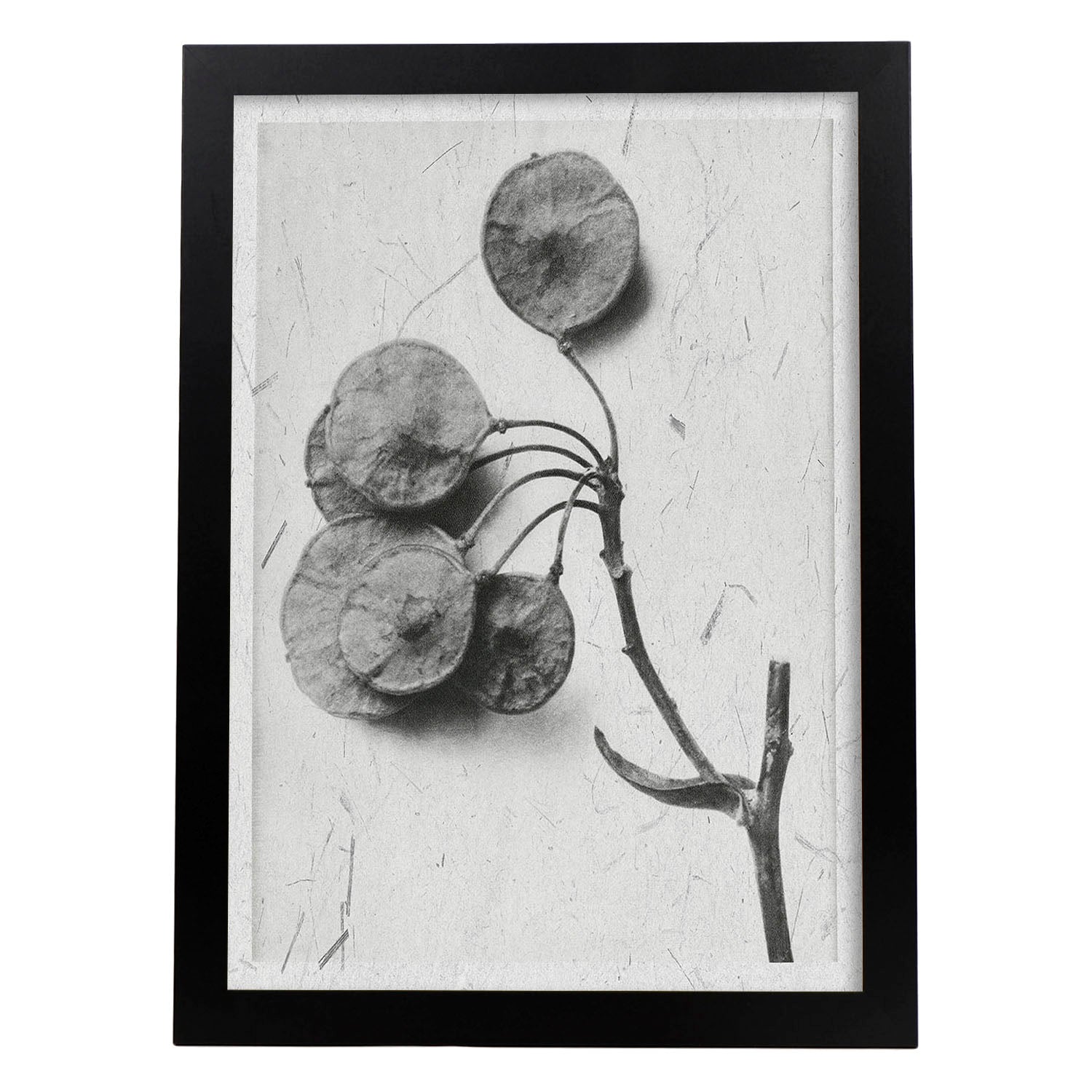 Lámina Planta blanco y negro 28. Pósters con ilustraciones de flores y plantas en tonos grises.-Artwork-Nacnic-A3-Marco Negro-Nacnic Estudio SL