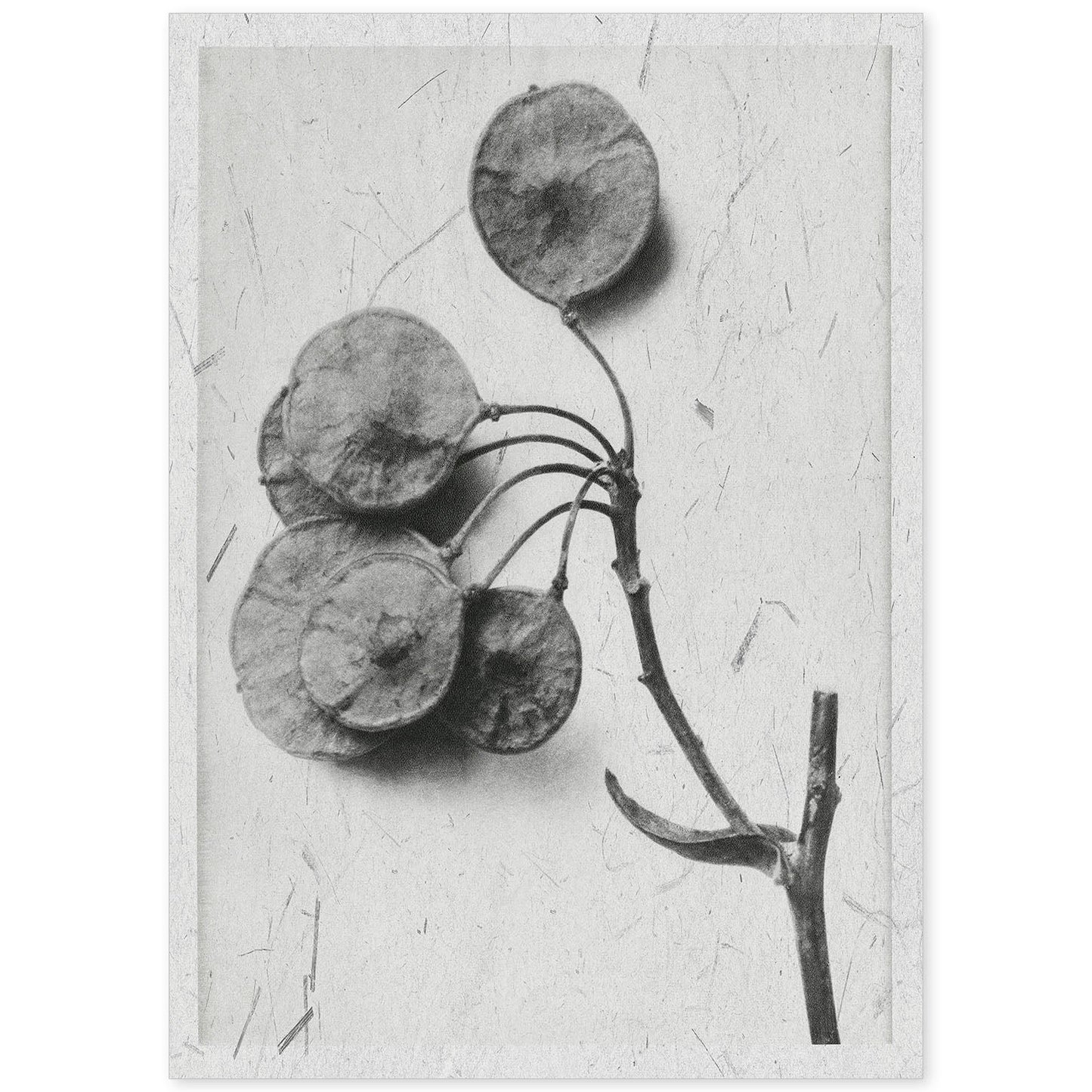 Lámina Planta blanco y negro 28. Pósters con ilustraciones de flores y plantas en tonos grises.-Artwork-Nacnic-A4-Sin marco-Nacnic Estudio SL