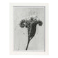 Lámina Planta blanco y negro 33. Pósters con ilustraciones de flores y plantas en tonos grises.-Artwork-Nacnic-A3-Marco Blanco-Nacnic Estudio SL