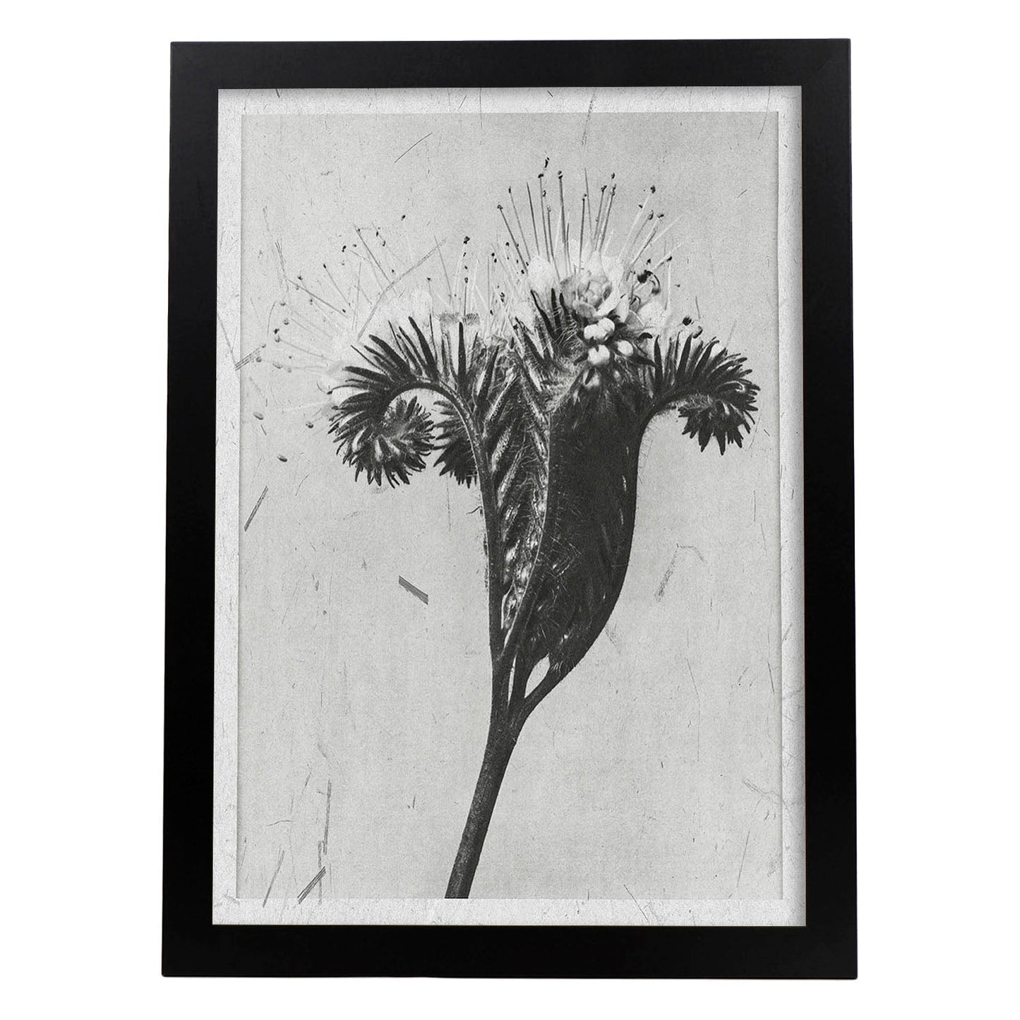Lámina Planta blanco y negro 33. Pósters con ilustraciones de flores y plantas en tonos grises.-Artwork-Nacnic-A3-Marco Negro-Nacnic Estudio SL