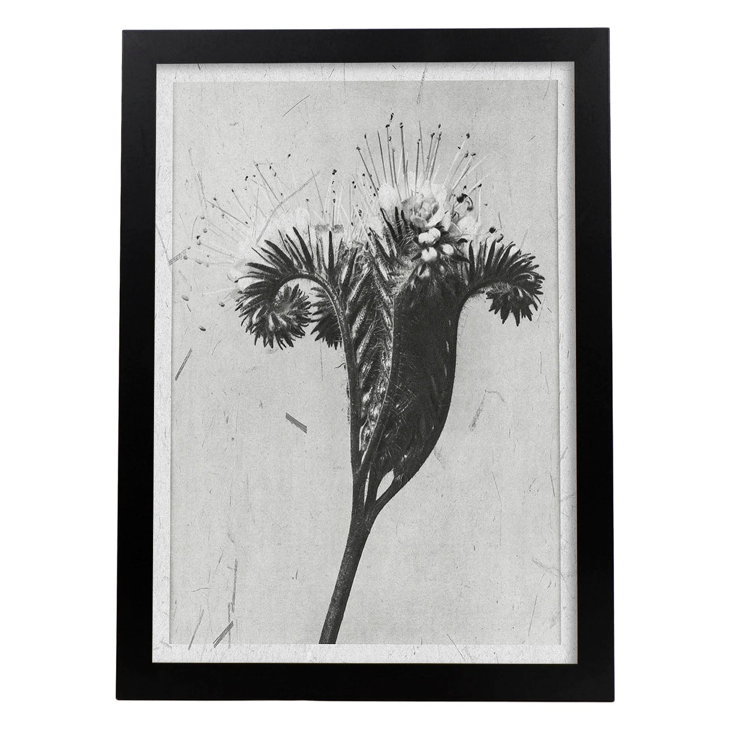Lámina Planta blanco y negro 33. Pósters con ilustraciones de flores y plantas en tonos grises.-Artwork-Nacnic-A4-Marco Negro-Nacnic Estudio SL