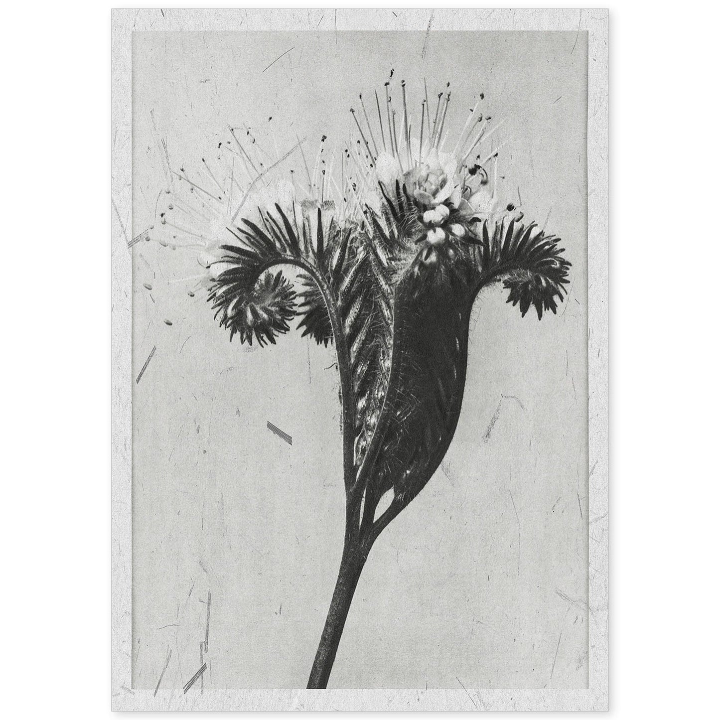 Lámina Planta blanco y negro 33. Pósters con ilustraciones de flores y plantas en tonos grises.-Artwork-Nacnic-A4-Sin marco-Nacnic Estudio SL